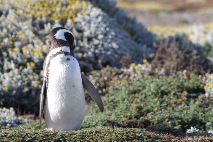 Pinguim-de-Magalhães