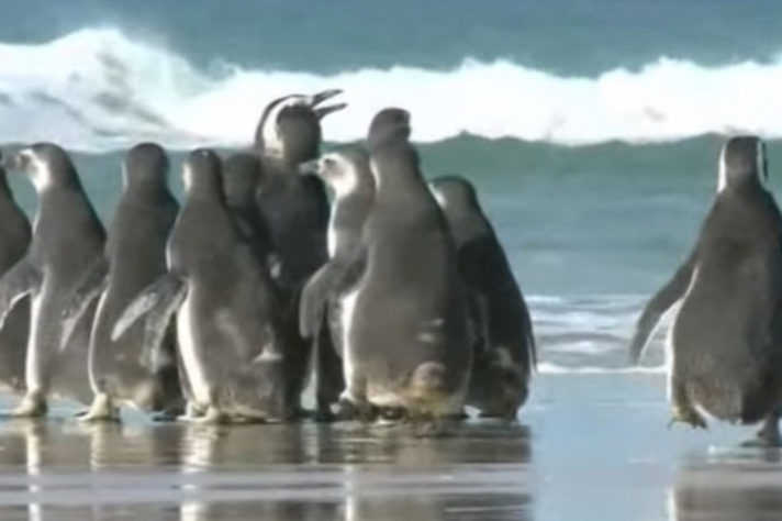 pinguins - ilha de santa catarina