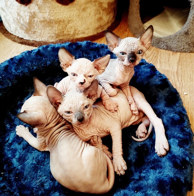 Um cuidado com o Sphynx: Como não elimina gordura por falta de pelos, deve ser limpo com toalhinhas umedecidas uma vez por semana. Banho uma vez por mês com shampoo neutro. Vive cerca de 14 anos.-pixabay