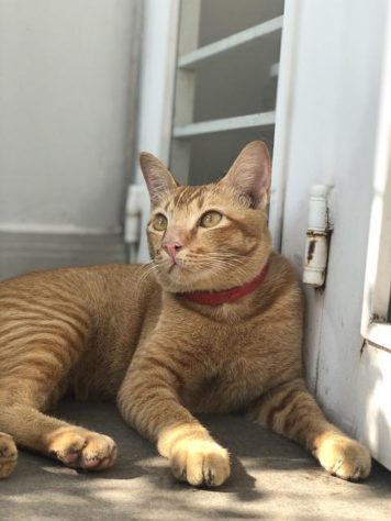 Gatos