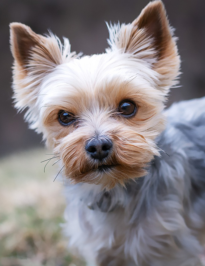 Yorkshire Terrier — Pequeno, esperto e cheio de personalidade, o Yorkshire conserva características dos terriers, originalmente desenvolvidos para caçar pequenos animais. É bastante alerta e pode reagir com latidos a movimentos, visitas, barulhos ou qualquer situação que desperte sua atenção.