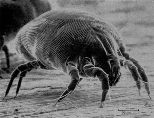 Ácaro — velocidade em escala minúscula
O Paratarsotomus macropalpis tem apenas uma fração de milímetro, mas se desloca a uma velocidade extraordinária para seu tamanho. Em relação ao comprimento corporal percorrido por segundo, ele figura entre os animais terrestres mais velozes já estudados.