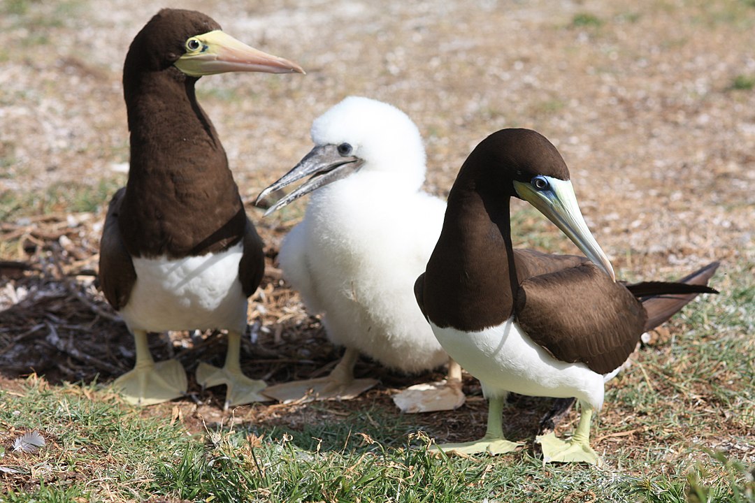 Tal comportamento revela inteligência e capacidade de aprendizado nas aves. Segundo biólogos, elas podem usar objetos como ferramentas, eo socozinho pode ter aprendido a técnica observando humanos alimentando peixes com pão. Isso indica um tipo de aprendizado social, sinal de cognição avançada.