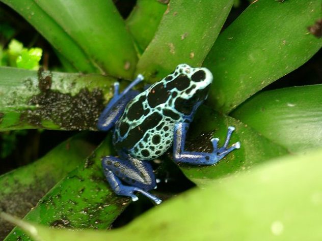 Sapo ponta de flecha - Este anfíbio tem apenas 2,5 cm, mas é mortal. Encontrado em diversas cores vibrantes (azul, vermelho, verde, etc), ele lança um veneno capaz de matar 10 homens com apenas 40 microgramas de toxina.