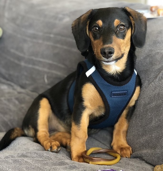 <p>Dachshund: De porte pequeno e corpo longo, também tem uma forte tendência a ganhar peso. É um cão de pernas curtas, conhecido por sua coragem e personalidade marcante. É leal, curioso e tem um forte instinto de caça, além de ser afetuoso com a família.</p>
