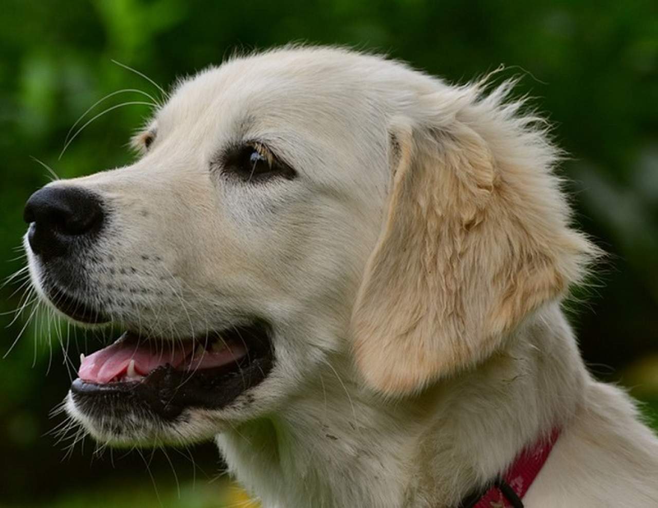 Se perceber que o animal está ofegante, dê a água para que ele possa se hidratar. 