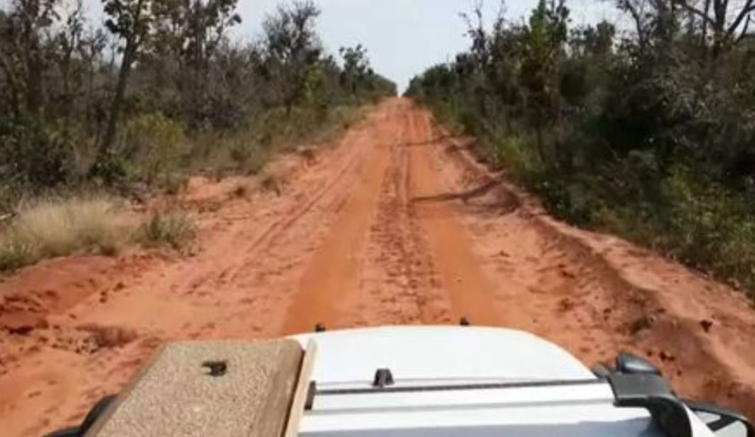 Os funcionários acharam que eram pequenas raposas ou filhotes de lobos. E depois se surpreenderam com a curiosidade. "Jamais imaginamos que pudesse ser um animal raro", disse um dos funcionários na ocasião. 