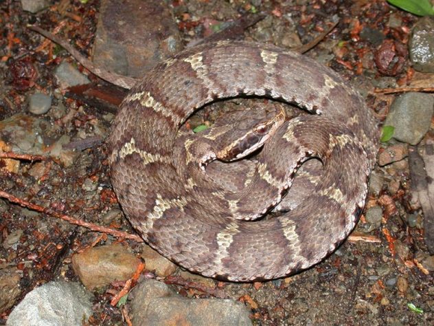 ilha com cobras 