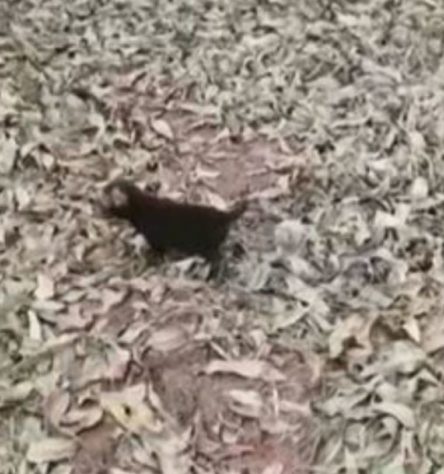 Cachorro vinagre