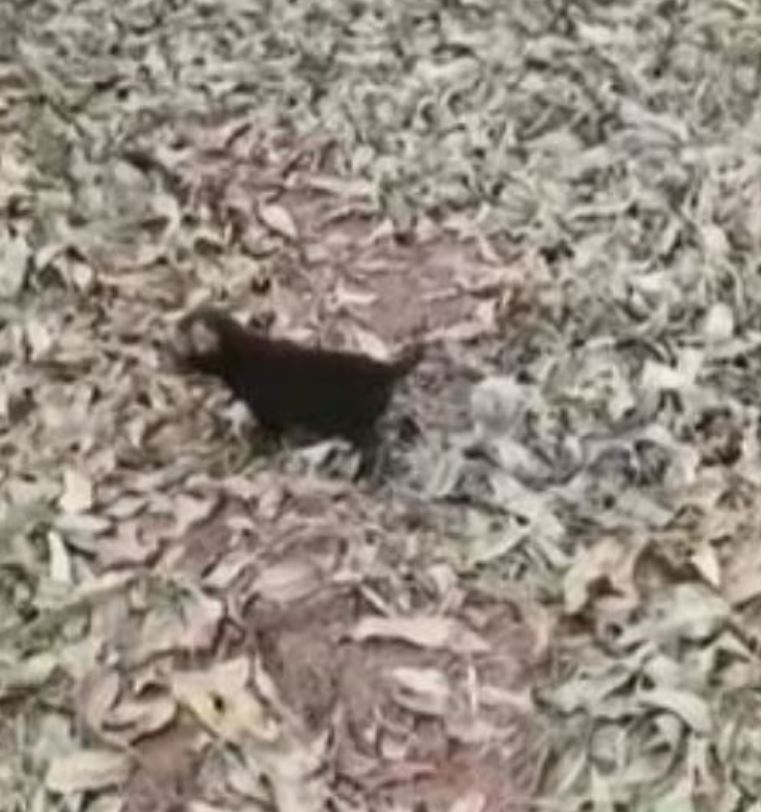 As notÃ­cias chamam atenÃ§Ã£o porque muitas pessoas nem sequer conhecem essa espÃ©cie. 