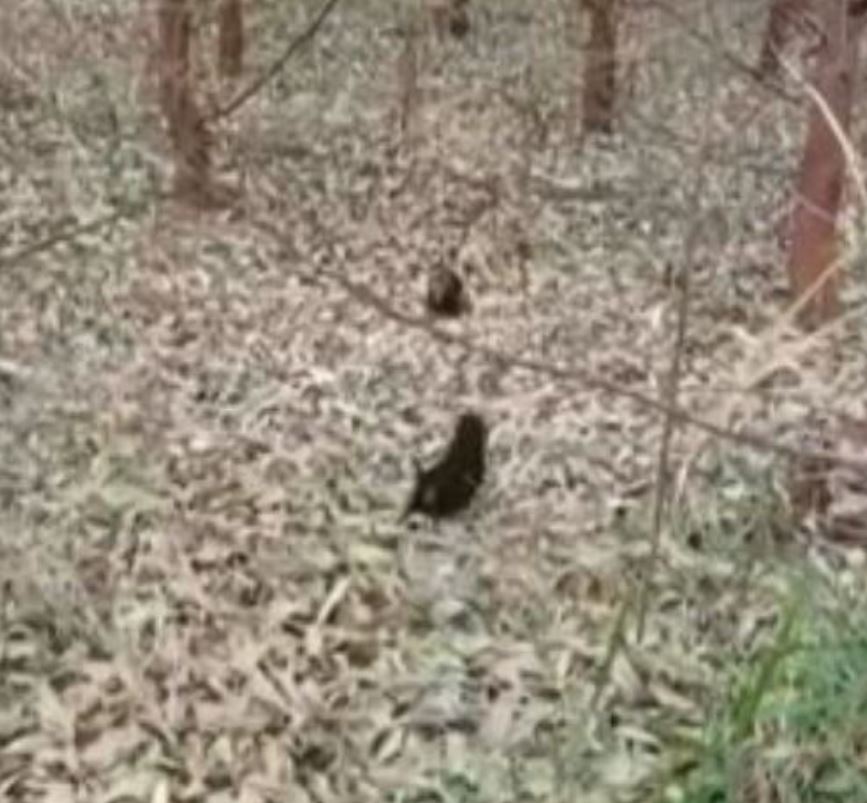 Em 2022, dois filhotes de cachorro-vinagre tinham sido encontrados na floresta de eucaliptos em Inocência (MS), também causando surpresa. 