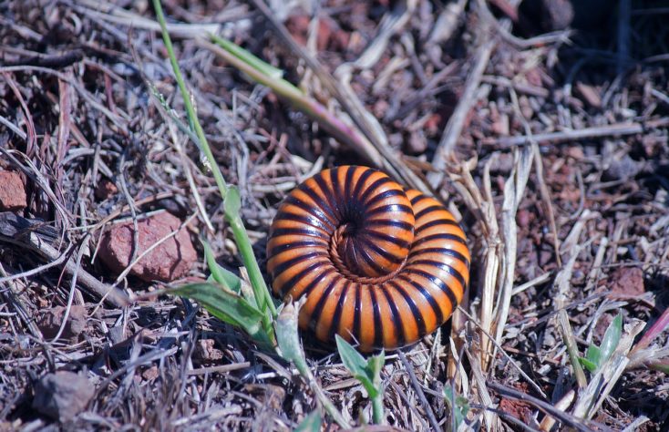 ilha com cobras 