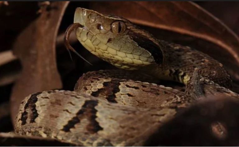 ilha com cobras 