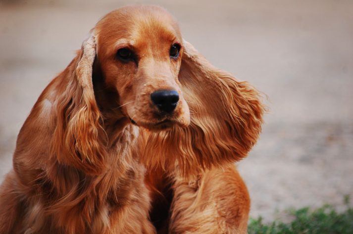cachorro