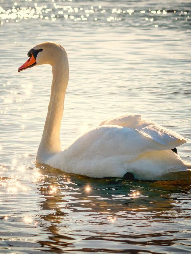 CISNE- Os cisnes são aves aquáticas grandes, podendo medir até 1,5 metro de comprimento e pesar cerca de 15 kg, com uma envergadura que pode chegar a 2,4 metros. Possuem pescoço longo, bico largo e plumagem geralmente branca ou preta, dependendo da espécie.
