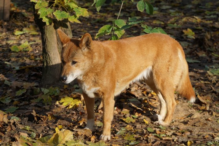 Animais fofos perigosos