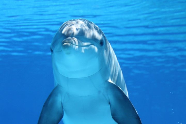O tamanho médio dos golfinhos varia conforme a espécie, mas, em geral, eles medem entre 2 e 4 metros de comprimento e pesam de 150 a 650 kg.