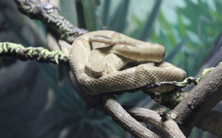 ilha com cobras 