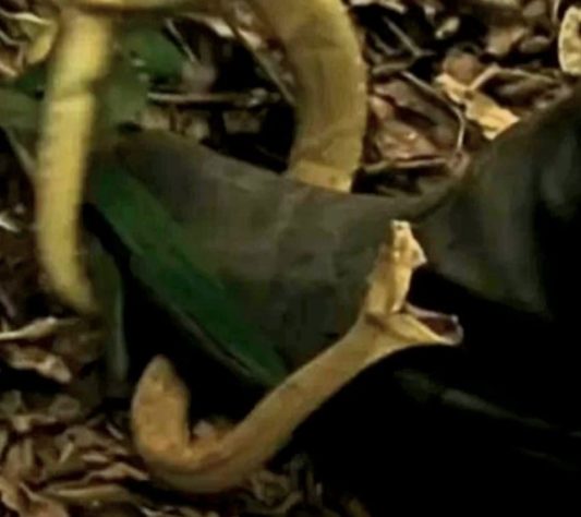 ilha com cobras 