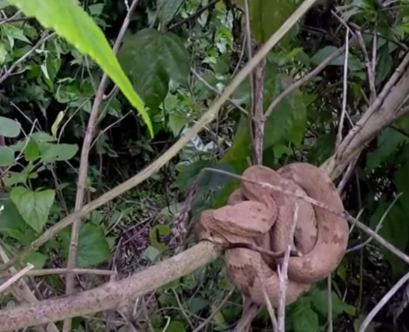 ilha com cobras 