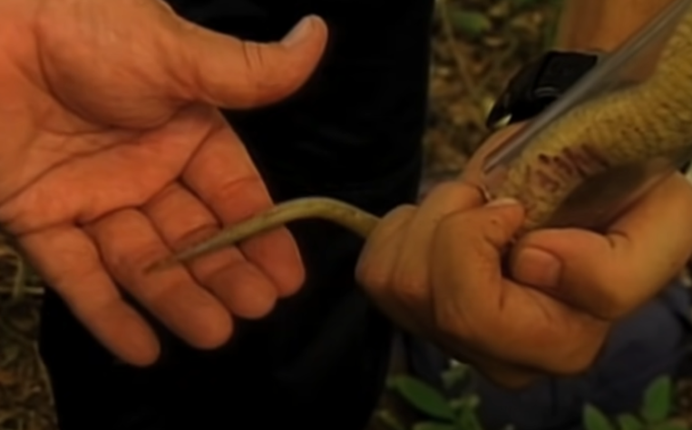 ilha com cobras 