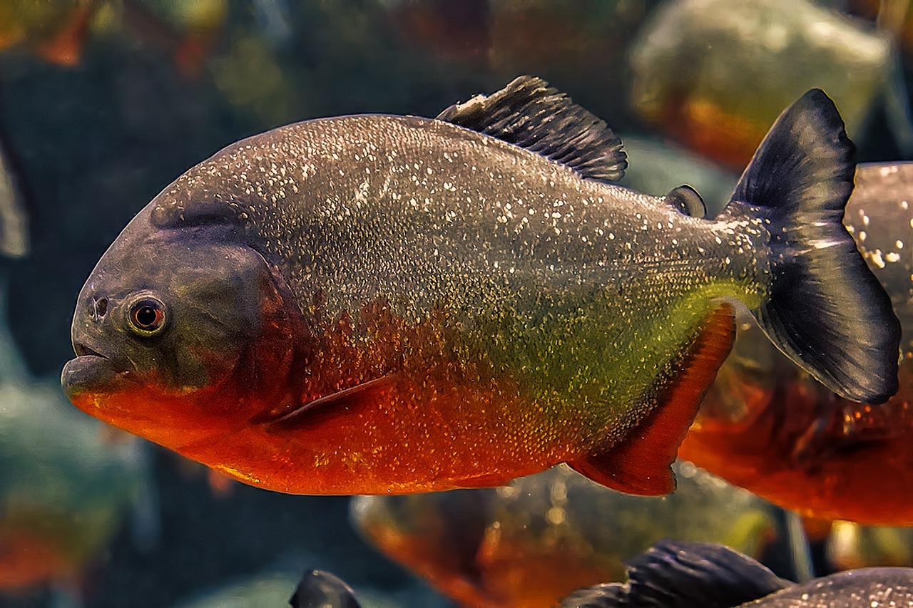 Piranhas matam jacaré e 'honram' fama de devoradoras