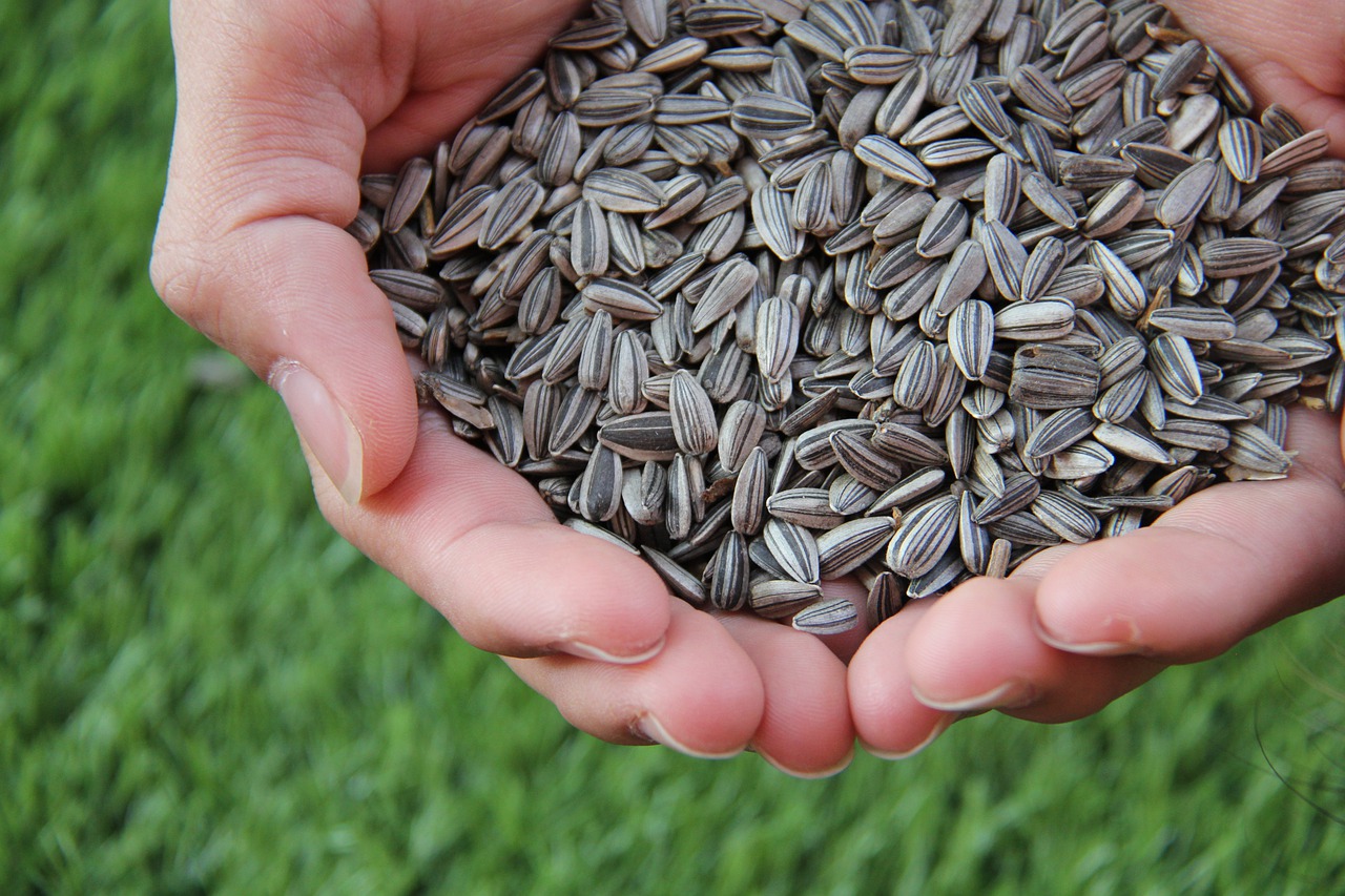 Suas sementes são usadas na produção de óleo de girassol, comumente utilizado na culinária, e como fonte de alimento para humanos e outros animais.