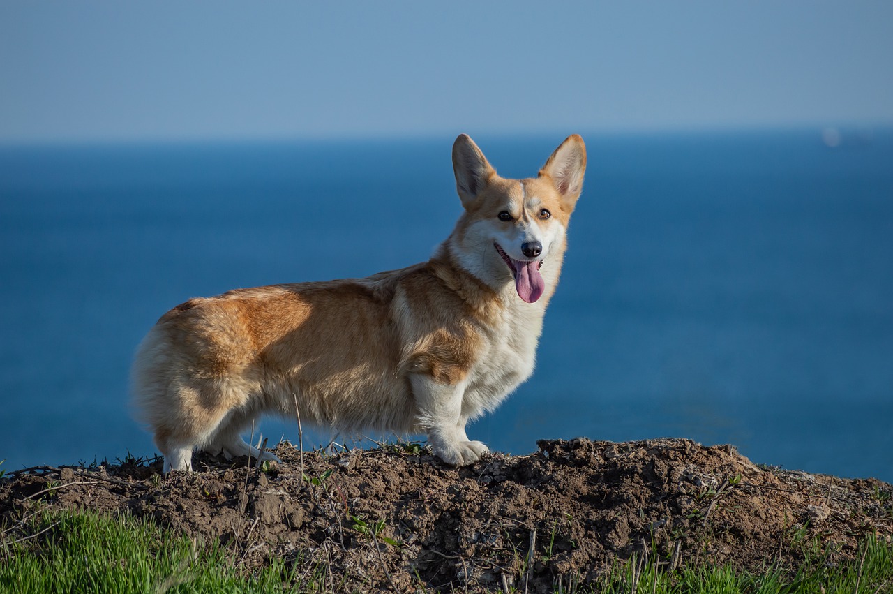 Curiosidade número 1: Cachorros diferentes, focinhos diferentes 