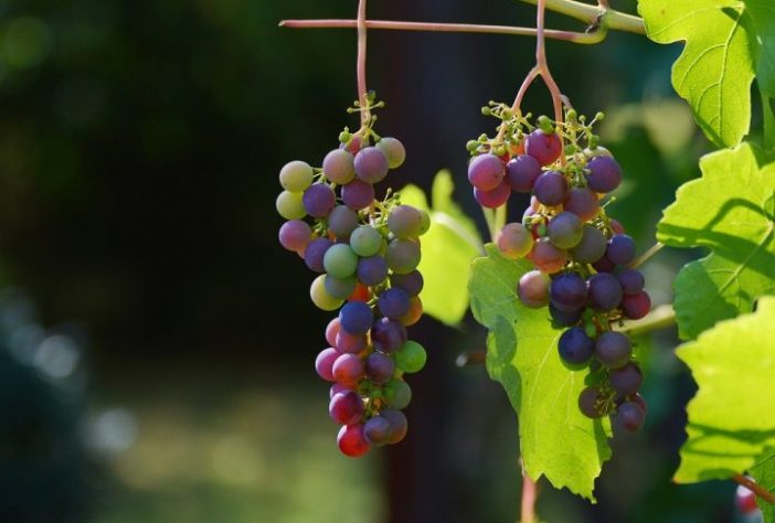 Cacho de uva - congerdesign/Pixabay 