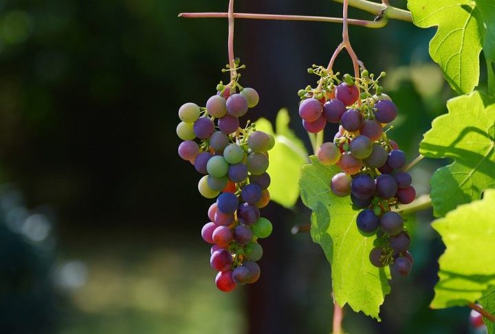 A lista completa de alimentos com mais resíduos de pesticidas em 2026 inclui — além do espinafre, do morango e da uva — nectarinas, pêssegos, cerejas, maçãs, amoras, peras, batatas e mirtilos. Amostras coletadas indicaram quatro ou mais pesticidas presentes, com exceção das batatas, que tiveram uma média de dois.