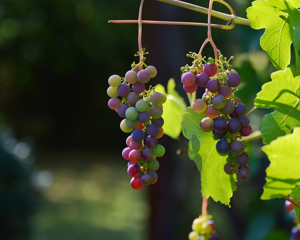 Nesse período, é grande a exportação de uvas da região, especialmente para a Europa. O balanço anual é de 1 milhão de toneladas da fruta. -Imagem de congerdesign por Pixabay 