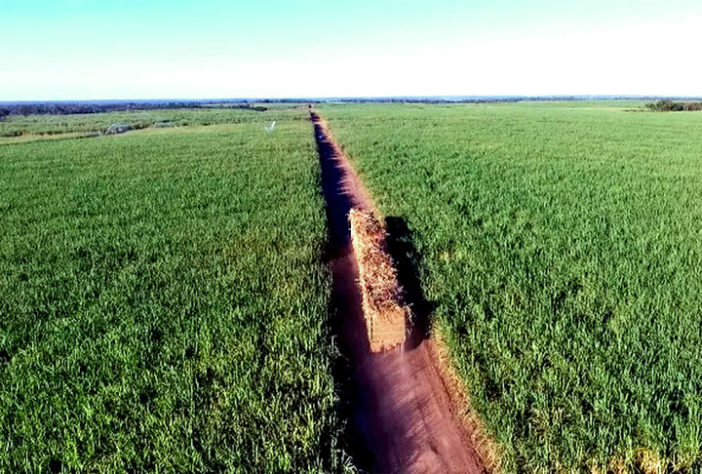 Cidade do Paraná faz estrume de porco virar energia elétrica
