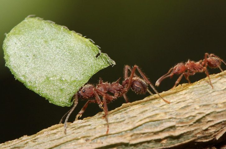 Em um trecho do estudo, publicado na revista Zootaxa, foi ressaltada a importância das formigas para o ecossistema da Caatinga.