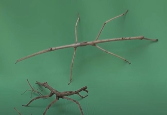 camuflagem