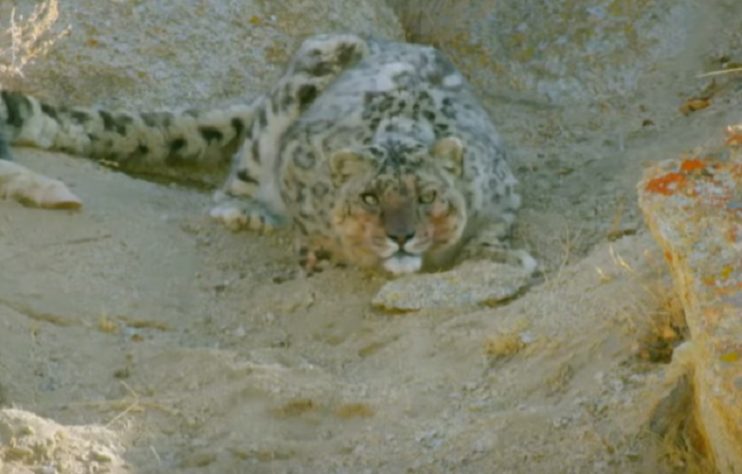 camuflagem