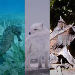 Alguns animais têm a habilidade de se camuflar. Ou seja, conseguem se esconder no ambiente em que está para fugir de predadores ou para caçar. Veja quem são os especialistas: