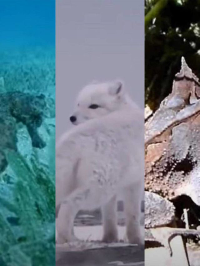 Esses animais são fantásticos em se camuflar