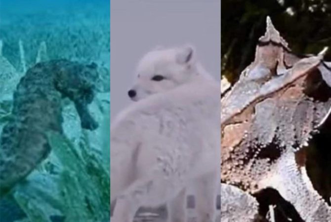 A arte natural da camuflagem de alguns animais