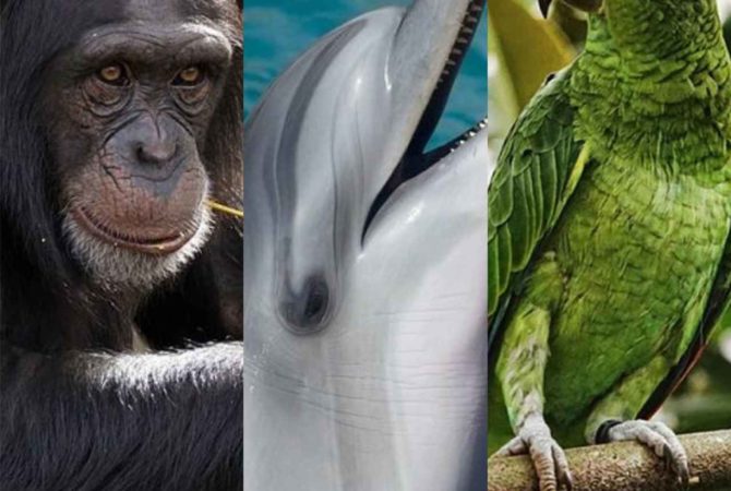 Saiba quais são os animais mais inteligentes do mundo
