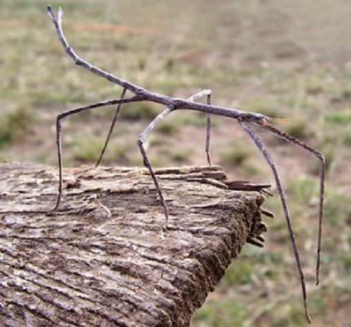 camuflagem
