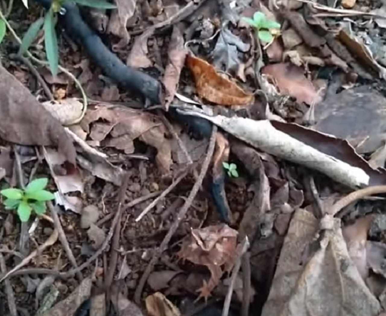 Por isso, conseguem se camuflar em vegetaÃ§Ãµes mortas, com diversas folhas caÃ­das no chÃ£o, se escondendo assim de possÃ­veis predadores.