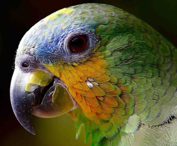 Papagaio