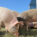 Eles conseguem criar laços muito forte com outros seres, além de saberem exatamente o local de defecar e chegam ao ponto de preparem com perfeição o local onde irão dormir.
