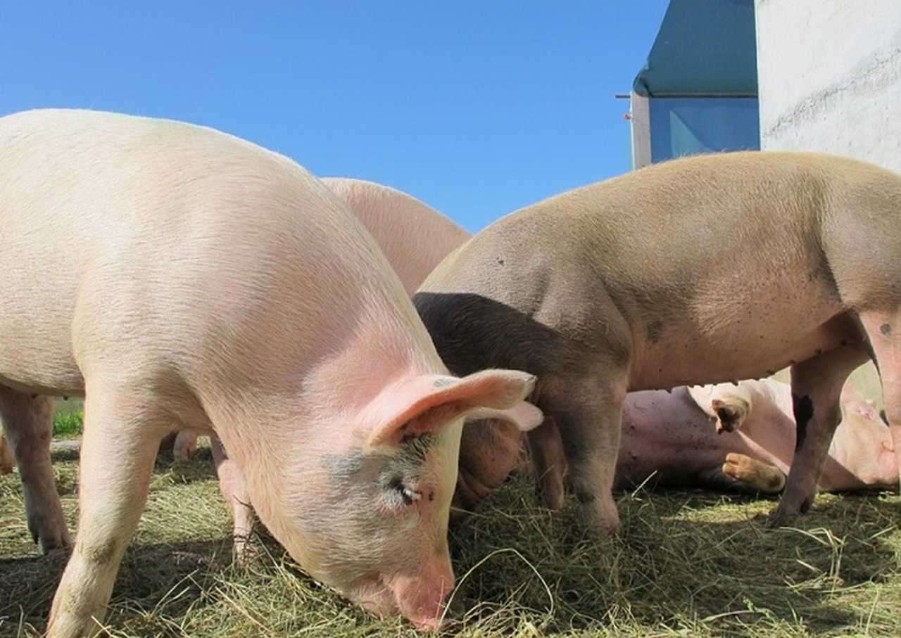 Eles conseguem criar laços muito forte com outros seres, além de saberem exatamente o local de defecar e chegam ao ponto de preparem com perfeição o local onde irão dormir.