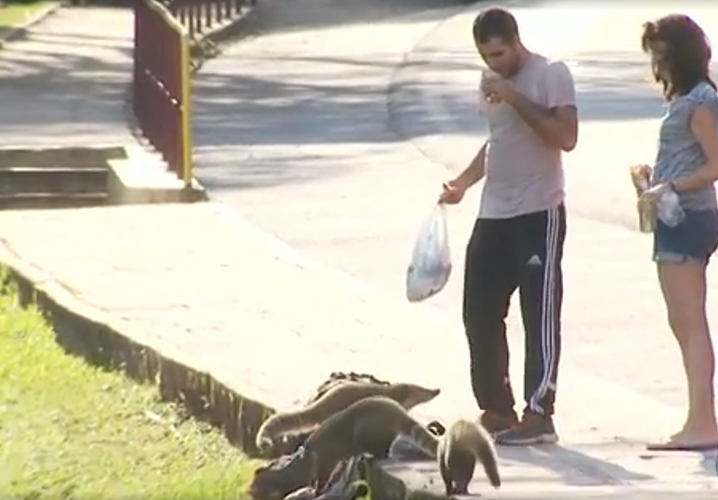 Os quatis podem chegar perto dos visitantes quando as pessoas oferecem alimentos para eles, mas são selvagens e podem causar ferimentos. Por isso, a orientação é não interagir com esses animais. -reprodução de TV 