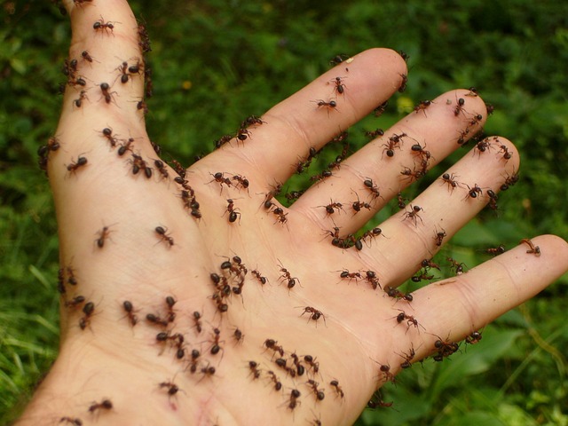 Como existem 7,7 bilhões de habitantes na Terra, estima-se, então, que existam 2,5 milhões de formigas para cada ser humano na Terra. -Hans por Pixabay 