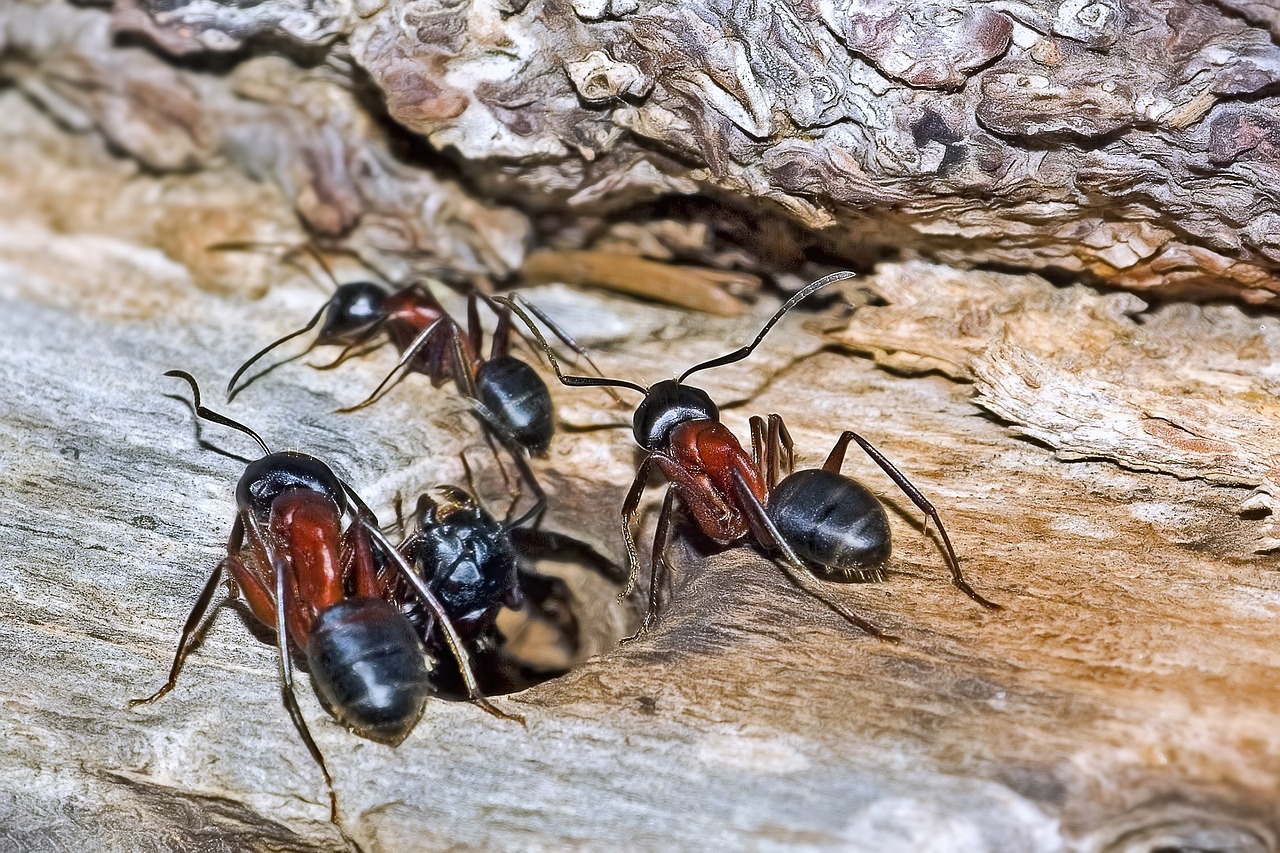 As formigas geralmente se comunicam por meio de substâncias química chamadas feromônios. Elas formam colônias, chamadas de formigueiros, que abrigam milhares, às vezes milhões, de formigas. São estruturas altas, mas, geralmente, o ninho fica no subsolo. -Sergio Cerrato - Italia por Pixabay 
