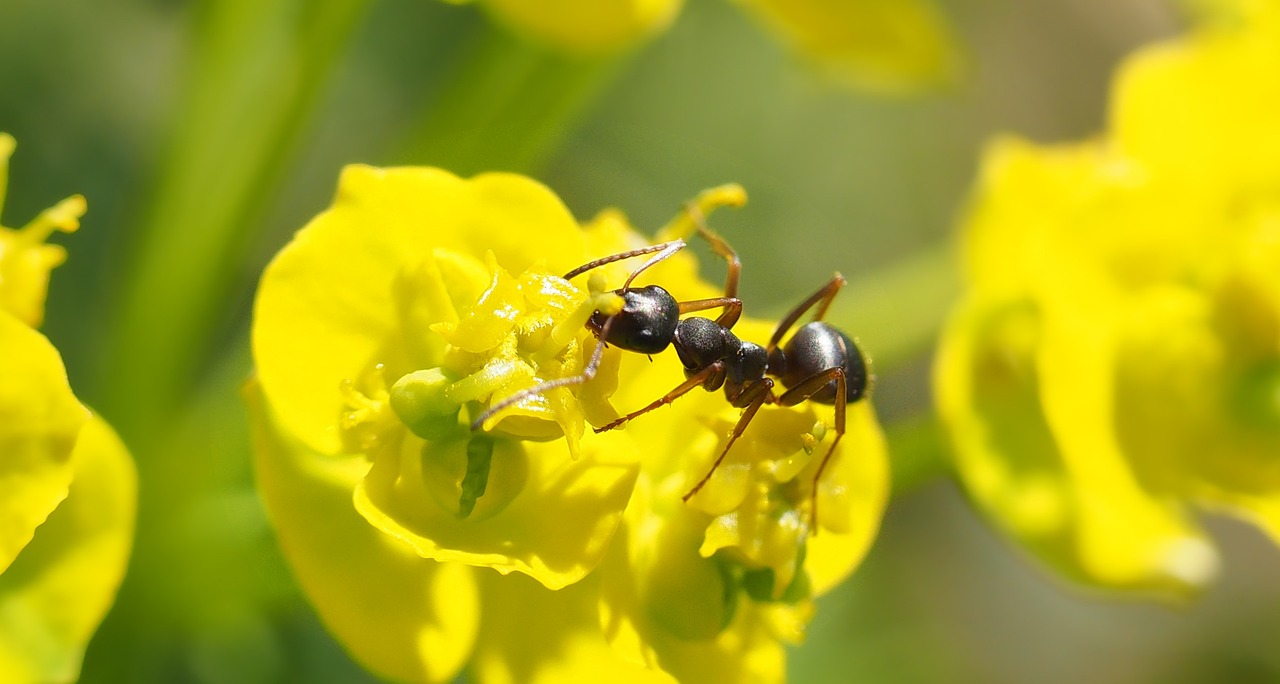  Algumas formigas são carnívoras e atacam aranhas, baratas e cupins, entre outros. Mas também há formigas que  se alimentam de açúcar presente no néctar e na seiva das plantas.  - kie-ker por Pixabay 