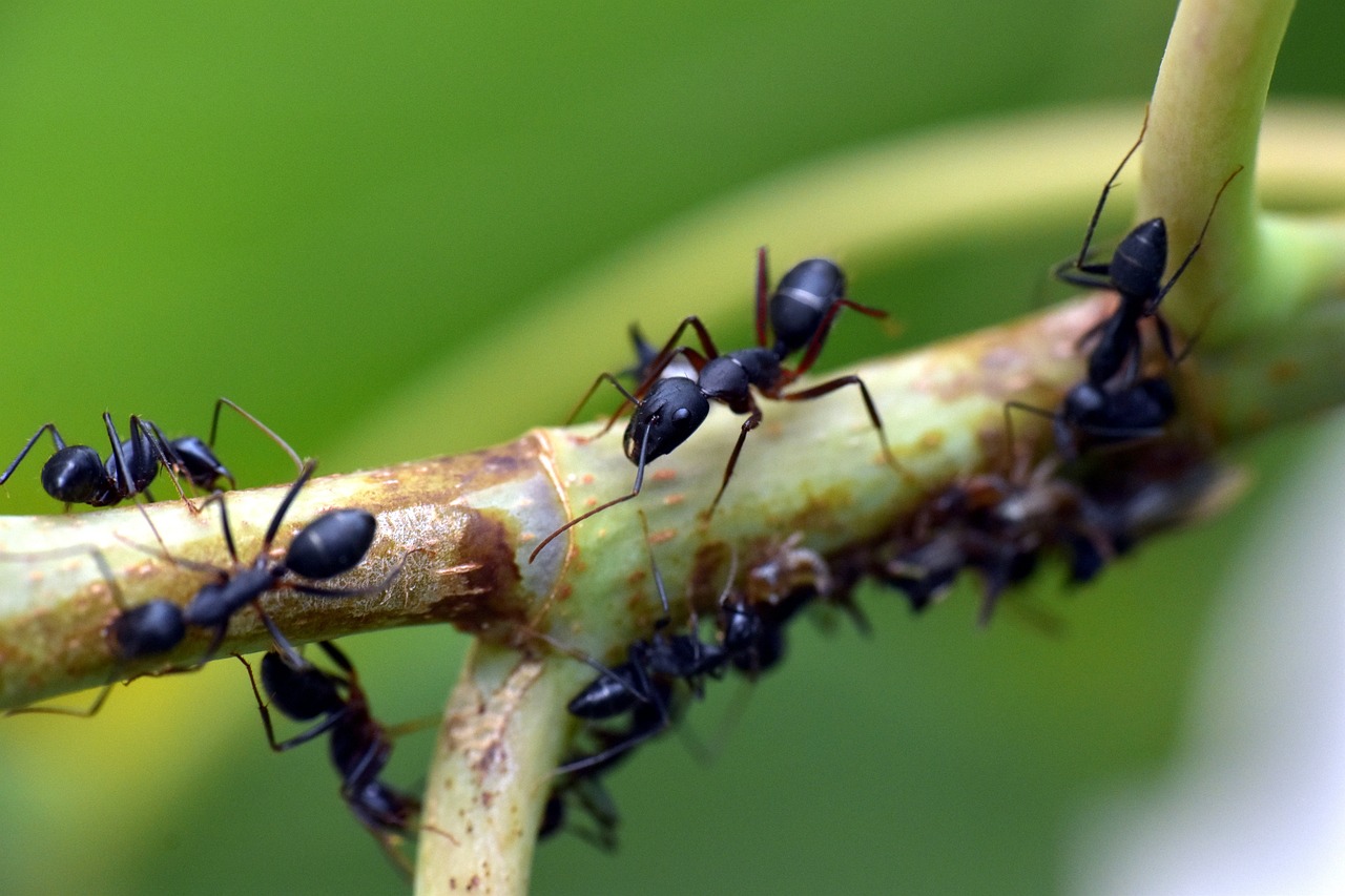 Algumas formigas usam a saliva para colar detritos de folhas, grãos de areia e outros materiais em seu ninho. Mesmo sendo um bicho minúsculo, existem tantas que a massa corporal, juntando todas, representa 1/5 do peso de todas as pessoas no mundo. -Sandeep Handa por Pixabay 