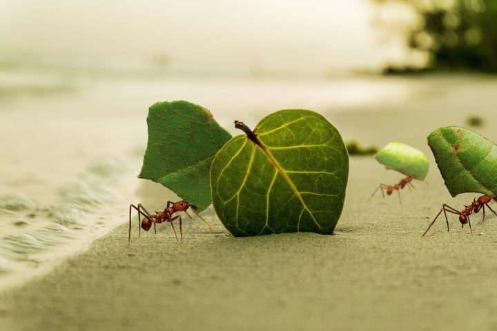 Humanos 